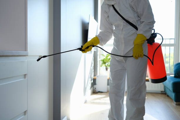 Best Mold Damage Restoration  in Northern Cambria, PA
