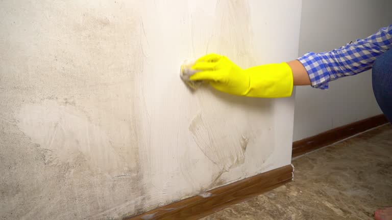 Best Mold-Related Health Consultation  in Northern Cambria, PA