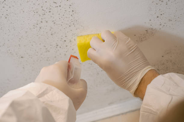 Best Environmental Consulting for Mold Prevention  in Northern Cambria, PA